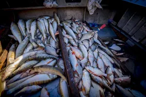 25 фактов браконьерства на воде выявлено в Карагандинской области