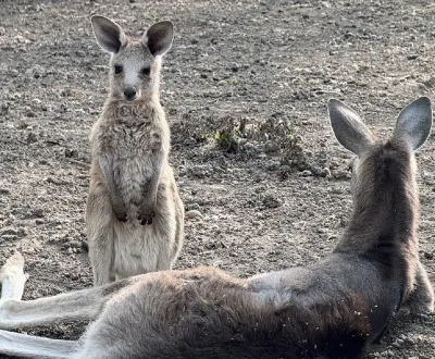 Выбери имя: в Алматинском зоопарке родились три кенгуренка