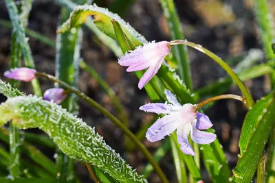 Морозы до -18 °С вернутся на восток Казахстана