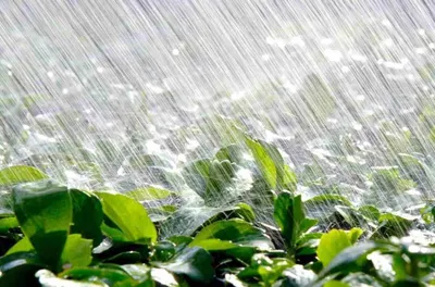 Сильные дожди пройдут на юго-востоке Жамбылской области